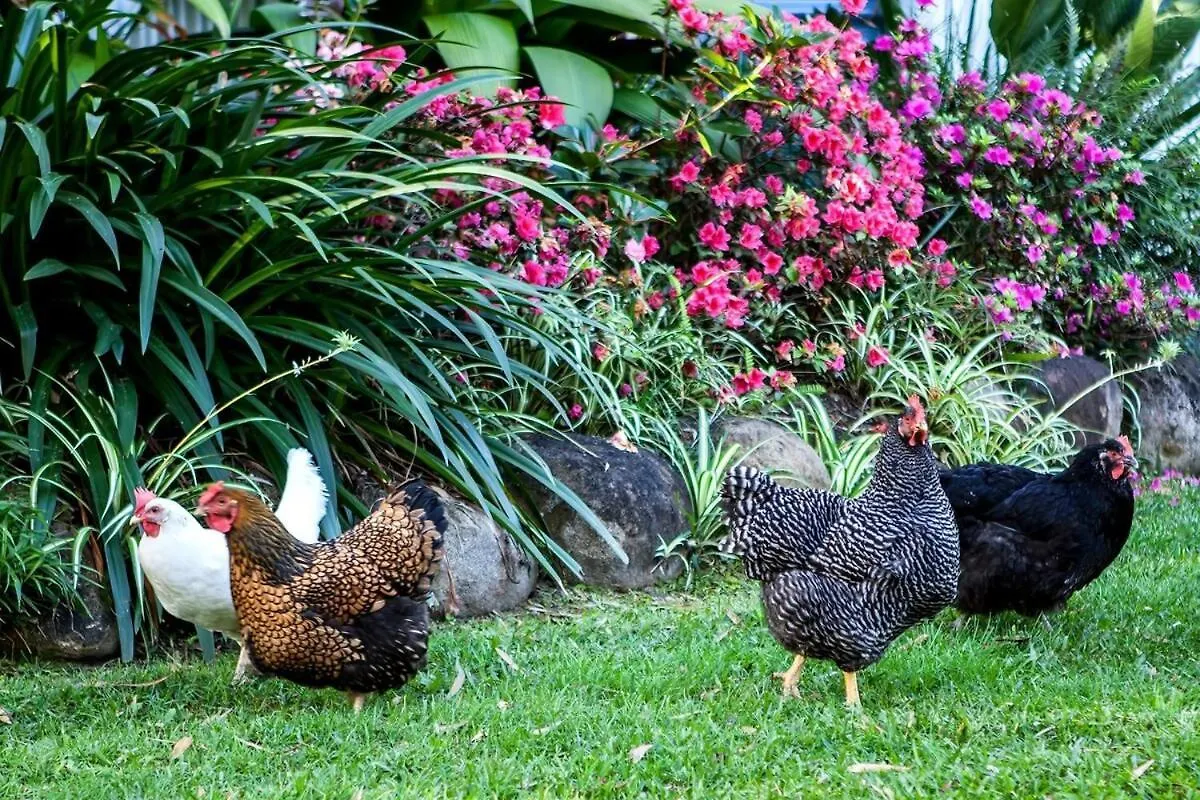 Bush N Beach Sunshine Coast Near Eumundi & Noosa Doonan Holiday home